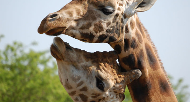Une famille de girafe au zoo de Pont Scorff