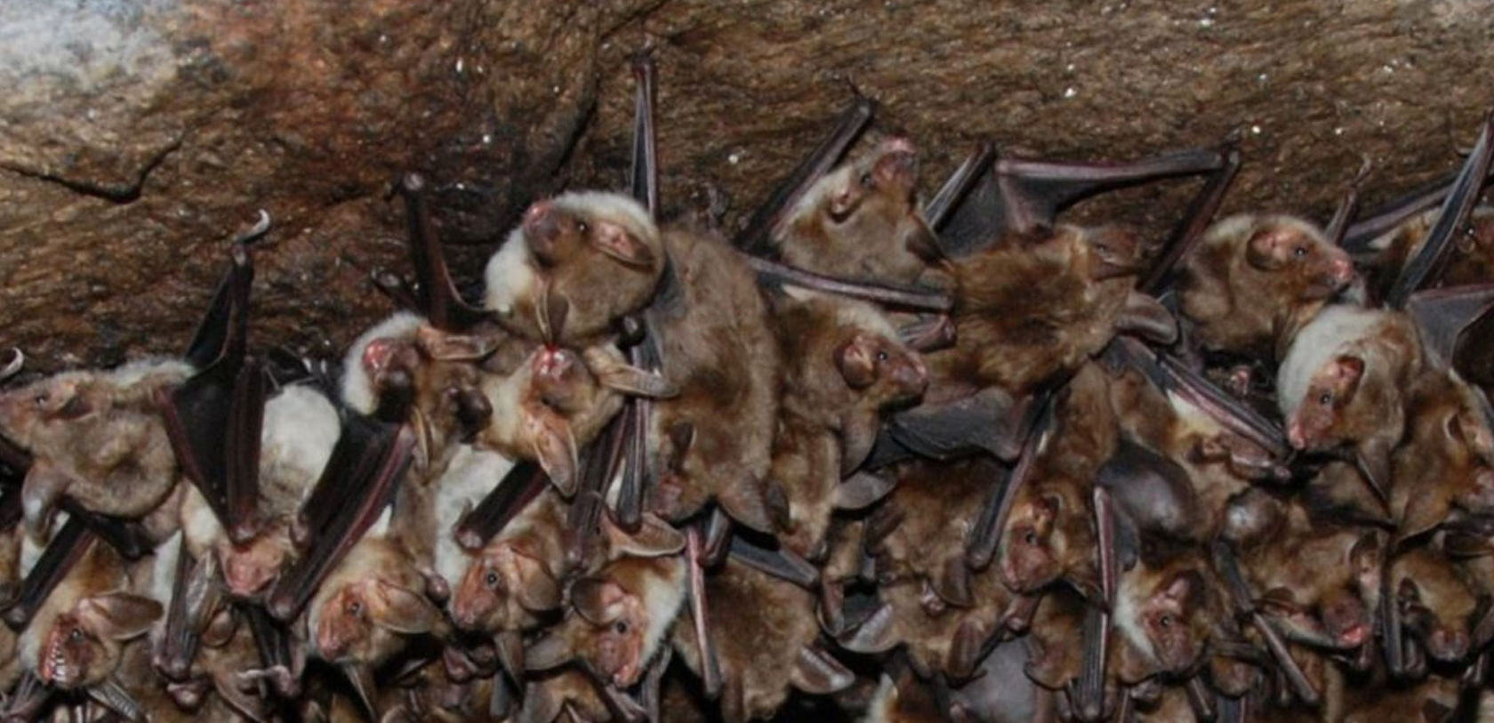 Groupe de Grands murins, chauve-souris en Bretagne Sud (Morbihan)