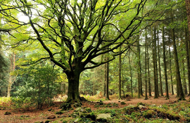 Hêtre de Ponthus dans la forêt de Brocéliande à Concoret (Morbihan)