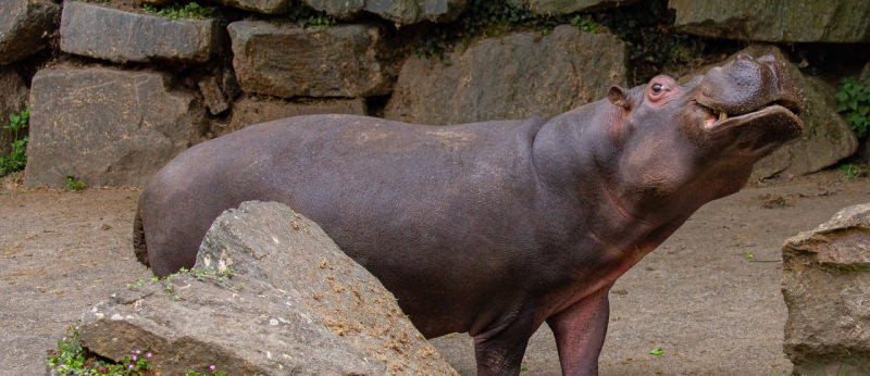 Hippopotame aux Terres de Nataé, Pont-Scorff (Morbihan)