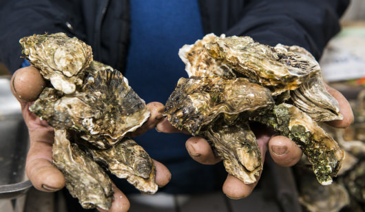 Huîtres creuses du Sud Morbihan.