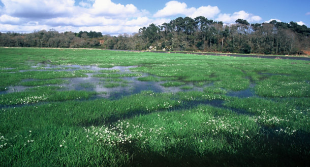 Marais dans l'estuaire du Scorff à Quéven