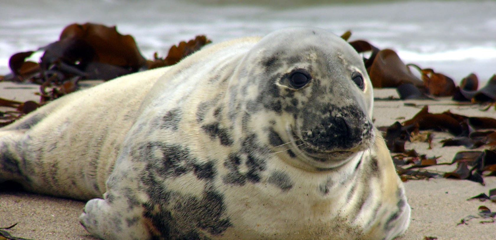 Jeune Phoque gris au repos sur une plage, espèce présente à Lorient Bretagne Sud (Morbihan)