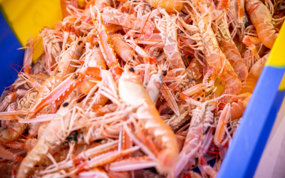 Langoustines au port de pêche de Keroman à Lorient (Morbihan)