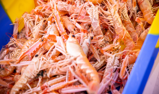 Langoustines au port de pêche de Keroman à Lorient (Morbihan)