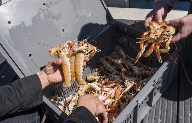 Arrivage de langoustines au port de pêche de Lorient-Keroman (Morbihan)