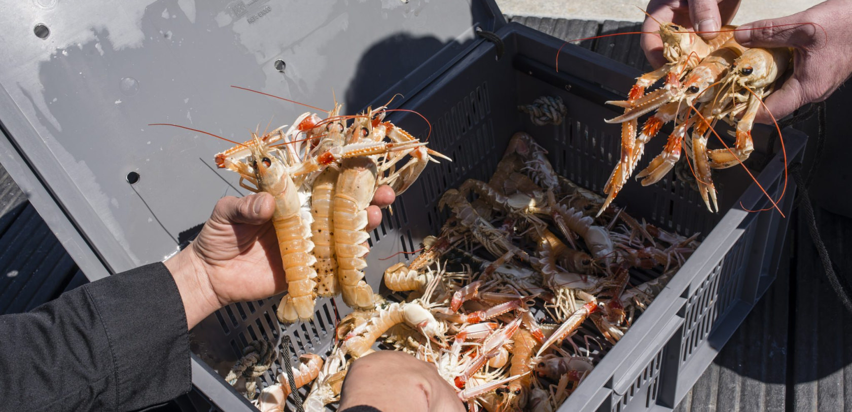 © Xavier DUBOIS. Arrivage de belles langoustines au Port de pêche de Lorient. Arrivage de belles langoustines au Port de pêche de Lorient