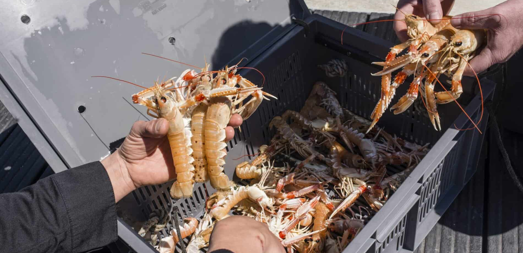 Arrivage de belles langoustines au Port de pêche de Lorient