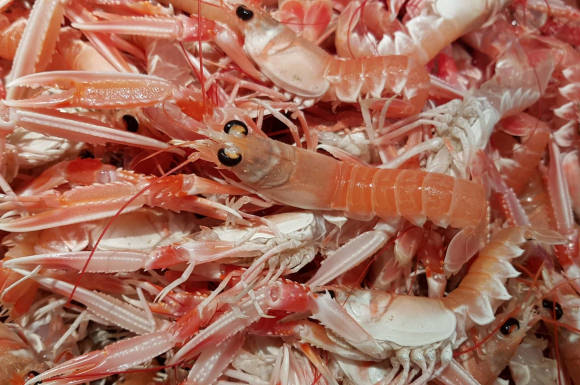 Langoustines au port de pêche de Keroman à Lorient (Morbihan)
