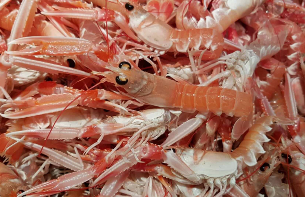 Langoustines au port de pêche de Keroman à Lorient (Morbihan)