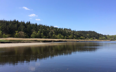 Forêt au bord de la Laïta à Guidel