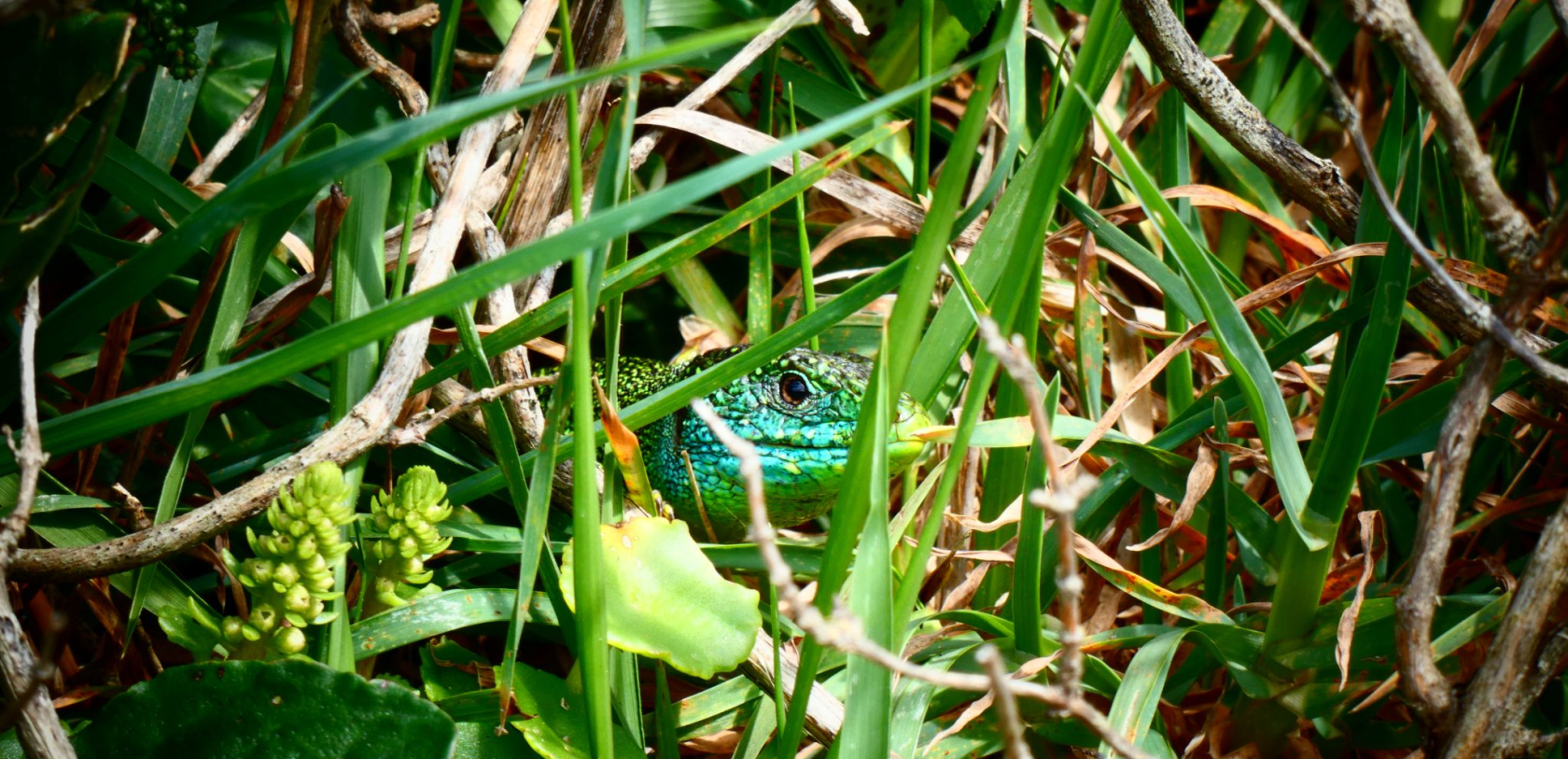 Lézard vert occidental à l'île de Groix (Morbihan)