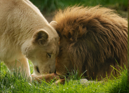 Lions blancs aux Terres de Nataé, parc animalier à Pont-Scorff (Morbihan)
