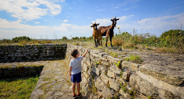 Locmiquélic, des chèvres au Fort de Pen Mané