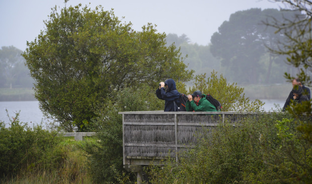 Locmiqu&eacute;lic, couple observant les oiseaux avec des jumelles &agrave; la r&eacute;serve de Pen Man&eacute;