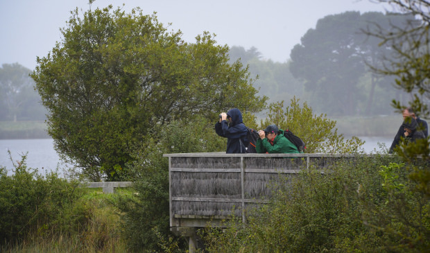 Couple observant les oiseaux avec des jumelles à la réserve naturelle du marais de Pen Mané, à Locmiquélic (Morbihan)