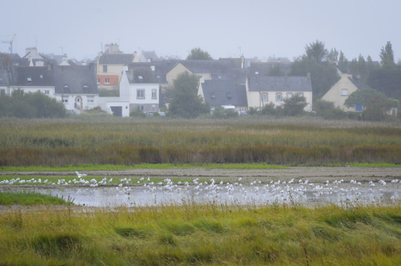 Mouettes rieuses dans la réserve de Pen Mané à Locmiquélic