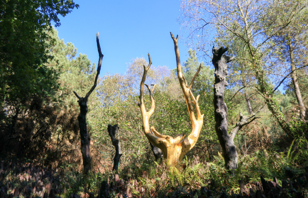 L'Arbre d'Or dans la forêt de Brocéliande, dans le Morbihan (Bretagne Sud)