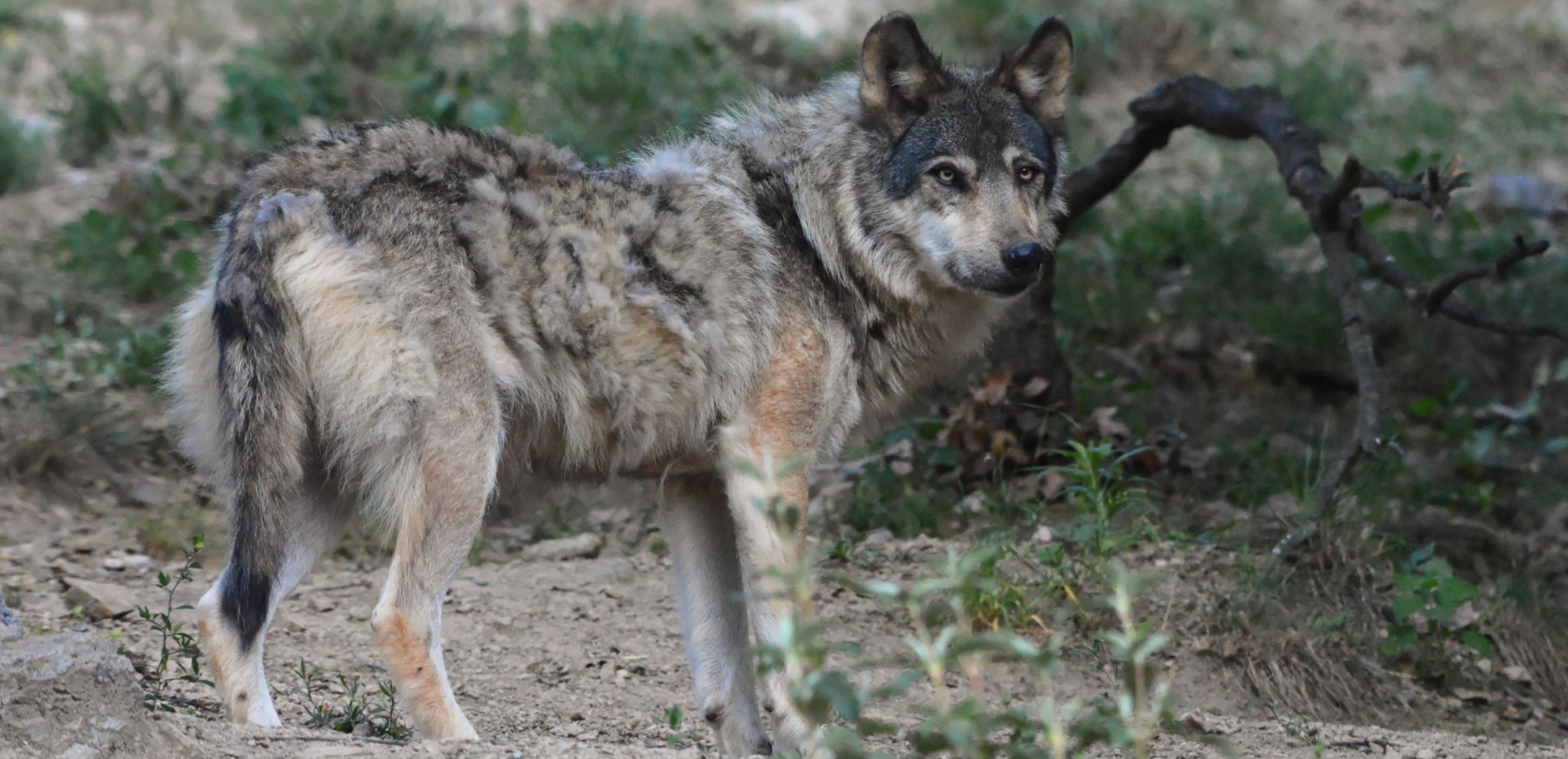 Loup d'Europe, espèce présente en Bretagne - ©André Labeeta - CC BY SA 2.0