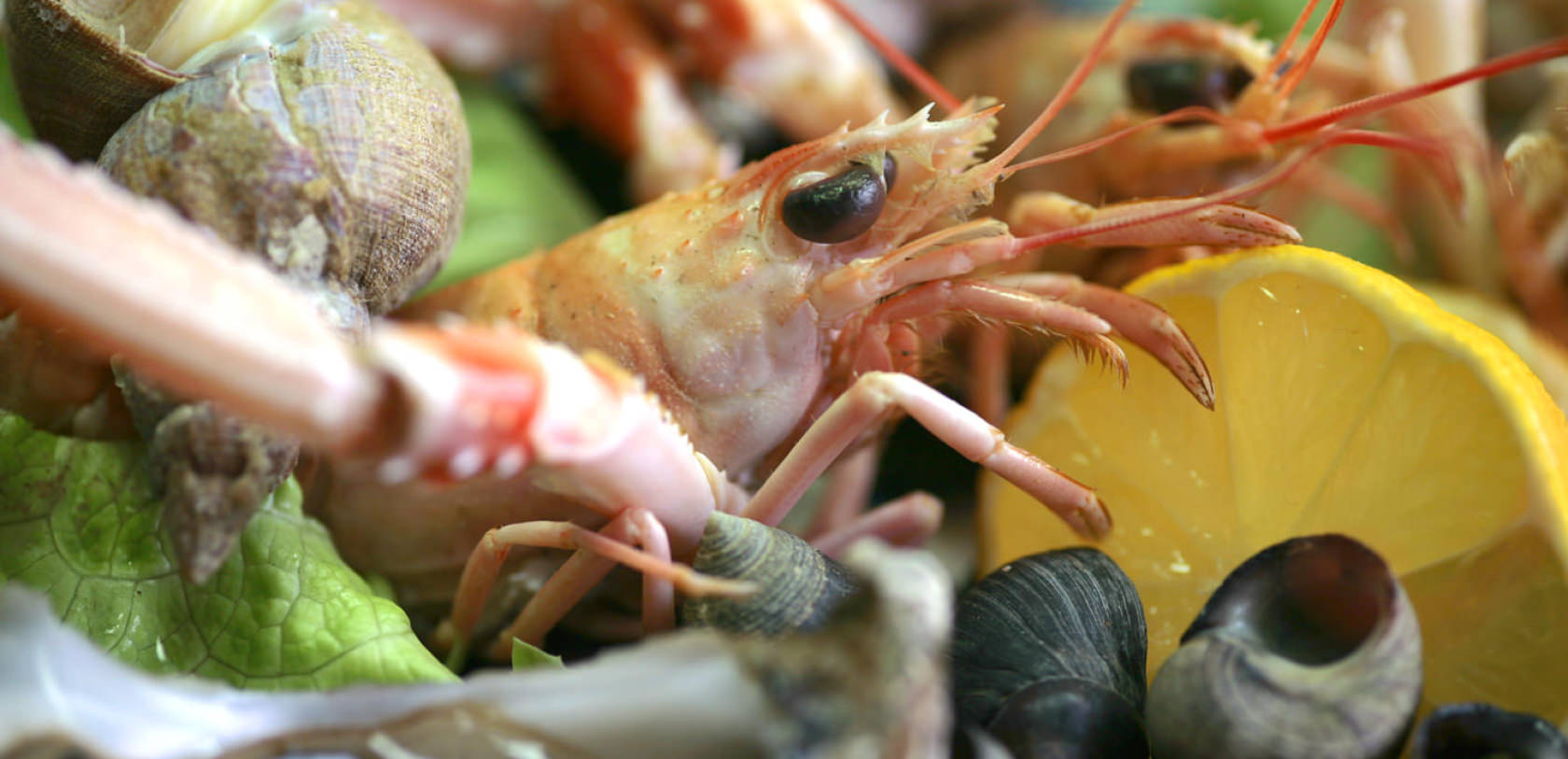 -marc-schnaffner-morbihan-tourisme-plouhinec-dégustation-un-plateau-de-fruits-de-mer-chez-l_ostéiculteur-à-saint-guillaume.jpg