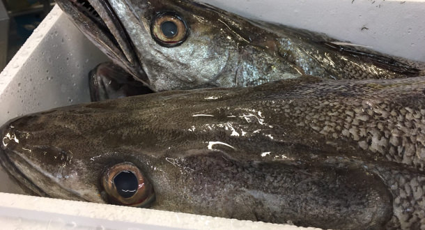 Merlu fraîchement débarqué au port de pêche de Lorient-Keroman.