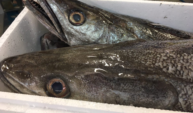 Merlu fraîchement débarqué au port de pêche de Lorient-Keroman.