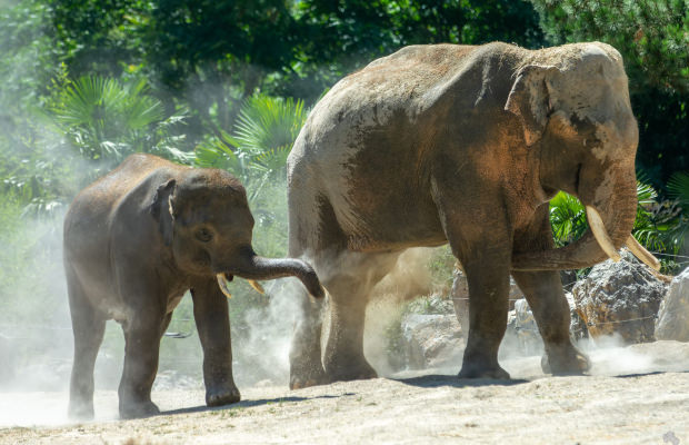 Eléphants aux Terres de Nataé, parc animalier à Pont-Scorff (Morbihan)