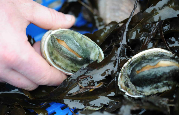 Bac d'ormeaux fraichement péchés sur l'île de Groix (Morbihan)