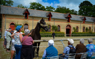 Visite de groupe au Haras national d'Hennebont (Morbihan)