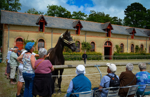 Visite de groupe au Haras national d'Hennebont (Morbihan)