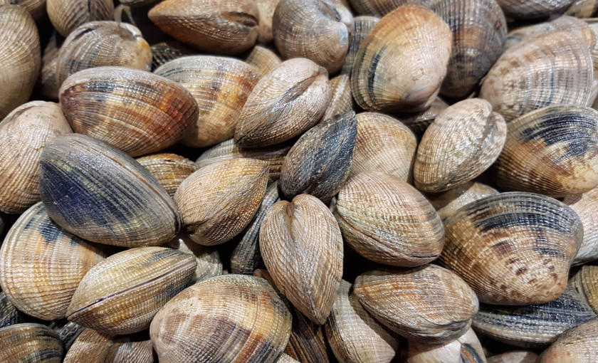 Palourdes issues de la pêche à pied à Lorient Bretagne Sud.