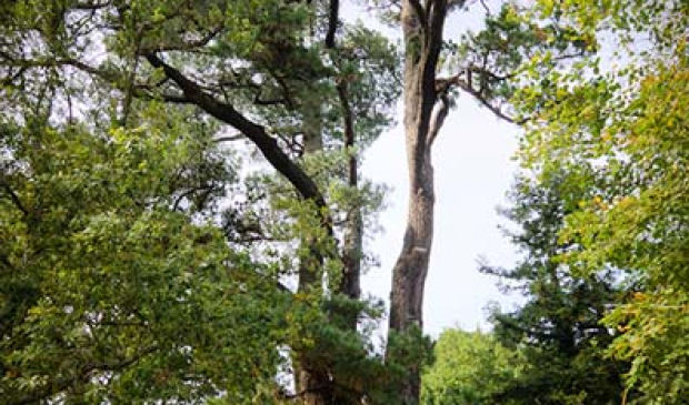 Les arbres historiques dans le parc du château du diable à Caudan