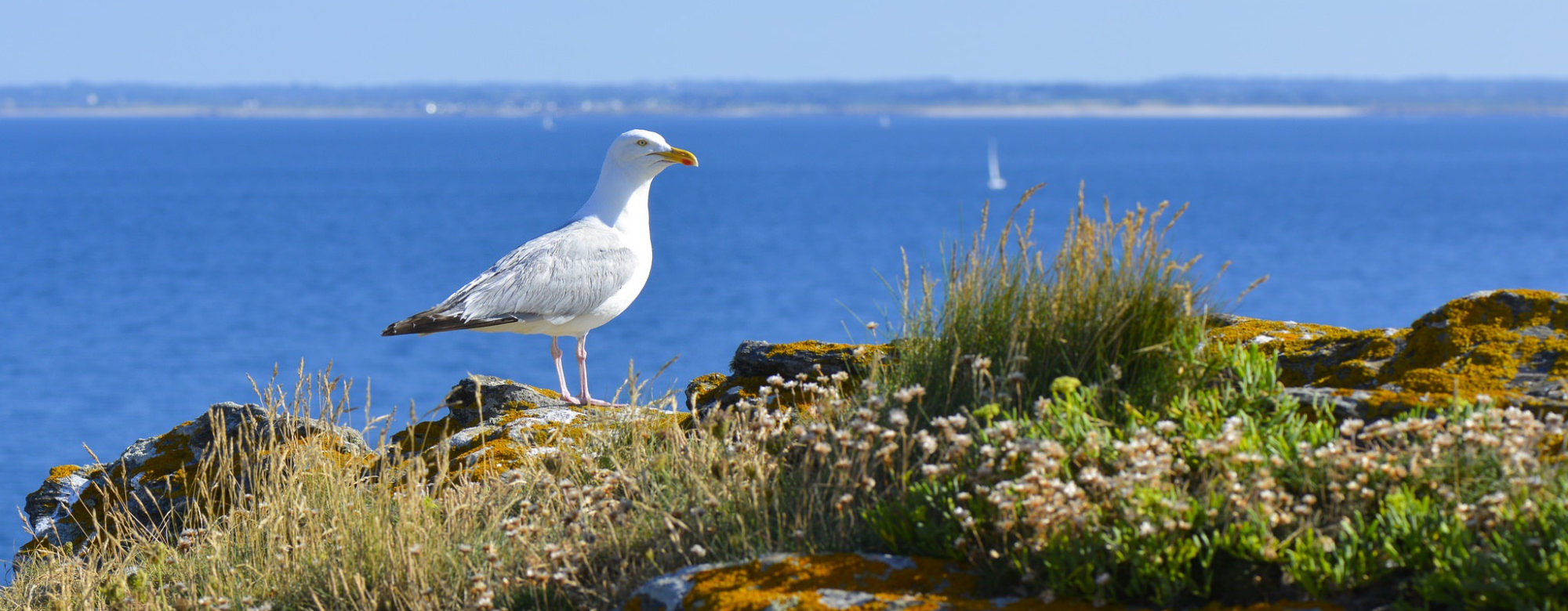 Goéland argenté au phare de Pen Men à l'Ile de Groix.