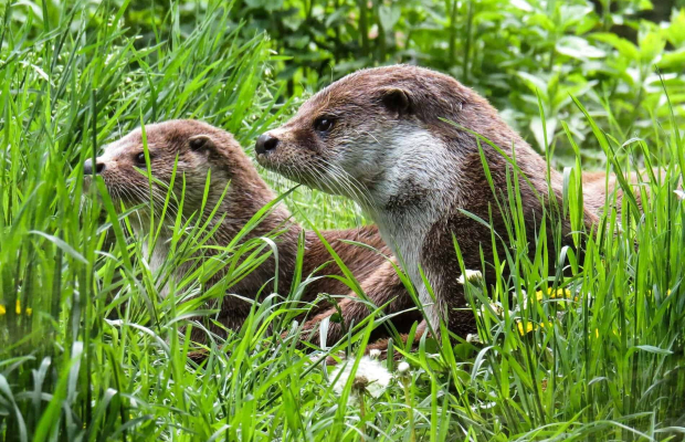 Berné, des loutres en forêt de Pont Calleck