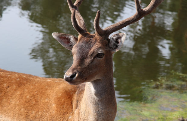 Berné, un chevreuil en forêt de Pont Calleck