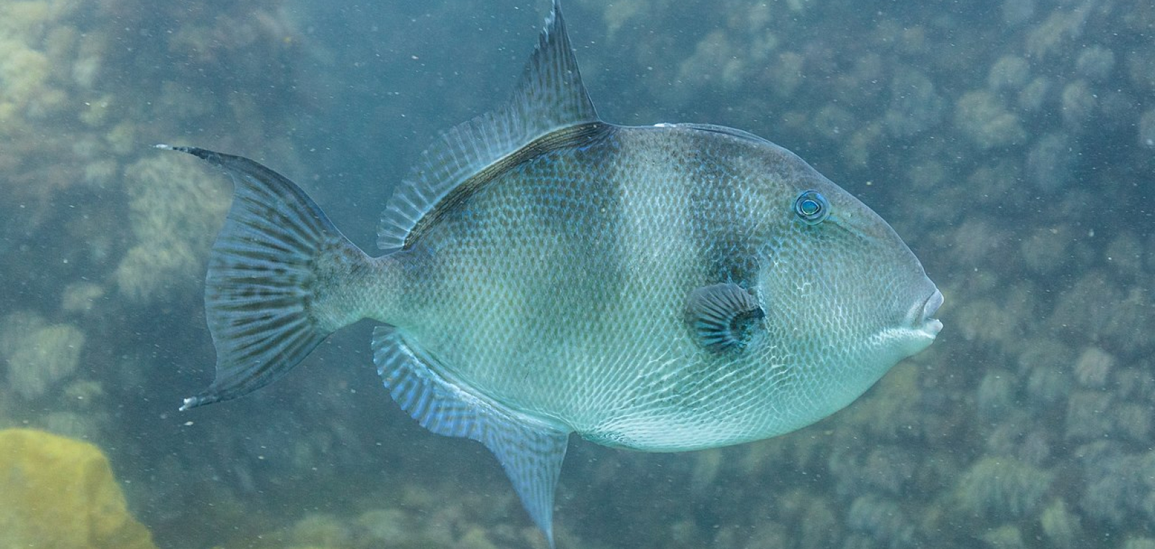 Baliste commun, espèce de poisson présente à Lorient Bretagne Sud (Morbihan)