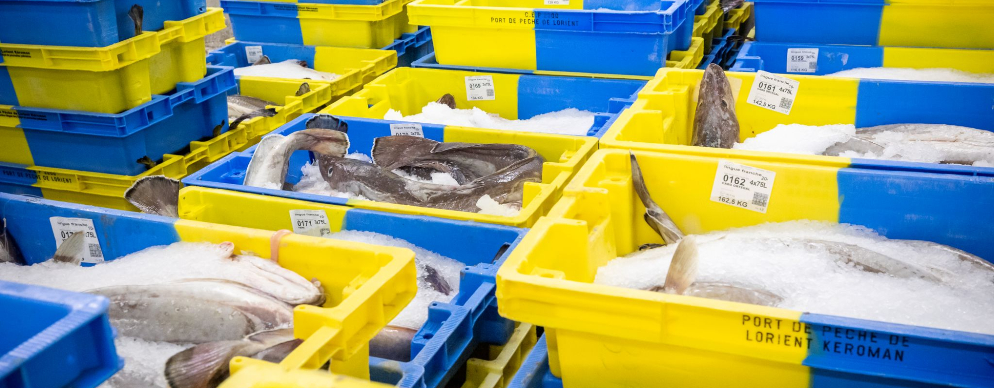 Caisses de poisson fraîchement débarqué au port de pêche de Keroman à Lorient (Morbihan)