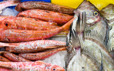 Poisson frais à la criée du port de pêche de Lorient Keroman (Morbihan)