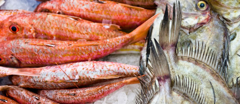 Poisson frais à la criée du port de pêche de Lorient Keroman (Morbihan)