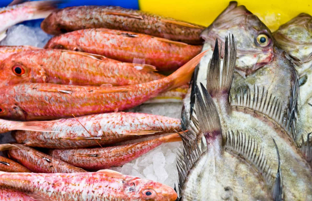 Poisson frais à la criée du port de pêche de Lorient Keroman (Morbihan)