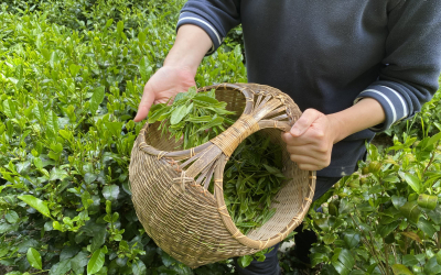 Récolte de thés de Filleule des Fées, producteurs locaux bio dans la vallée du Blavet (Morbihan)