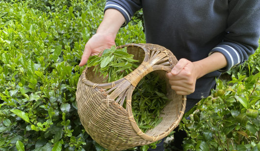 Récolte de thés de Filleule des Fées, producteurs locaux bio dans la vallée du Blavet (Morbihan) - ©G. Caudal - LBST