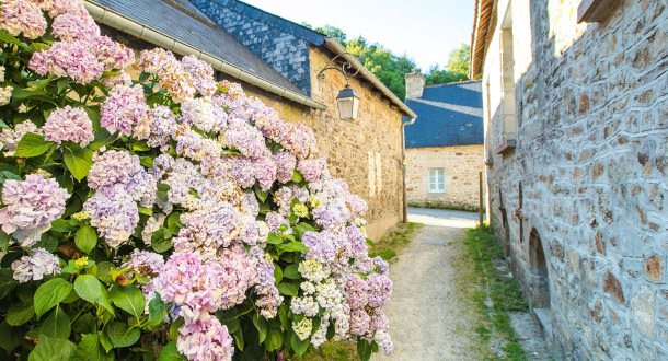 Hortensias dans une ruelle de Pont-Scorff