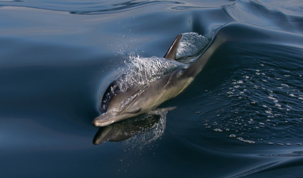 Dauphins au large de l'île de Groix