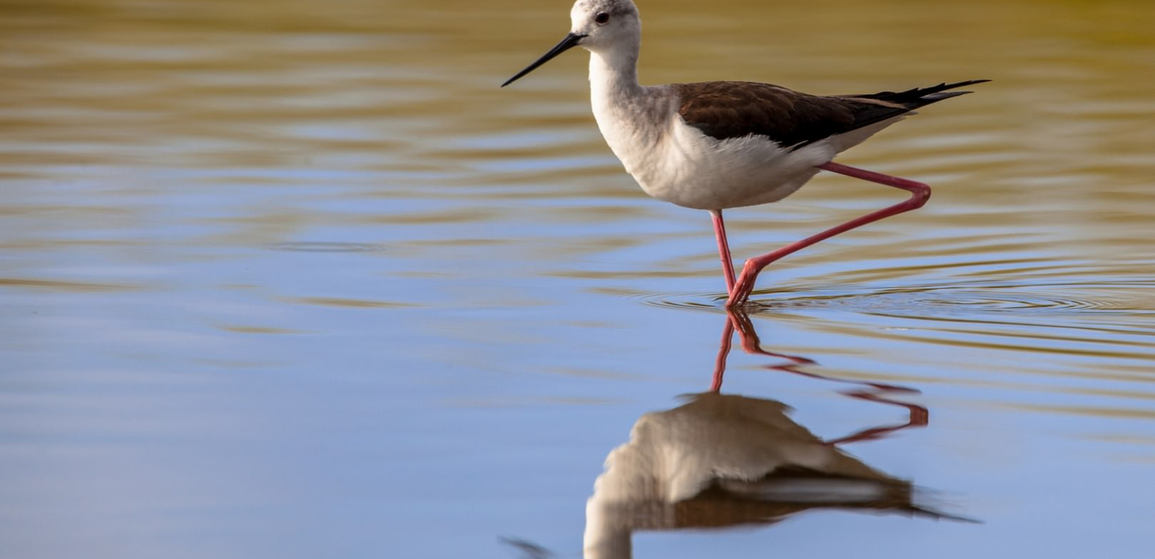 Echasse blanche, oiseau à la réserve naturelle de l'étang du Loc'h à Guidel (Morbihan)