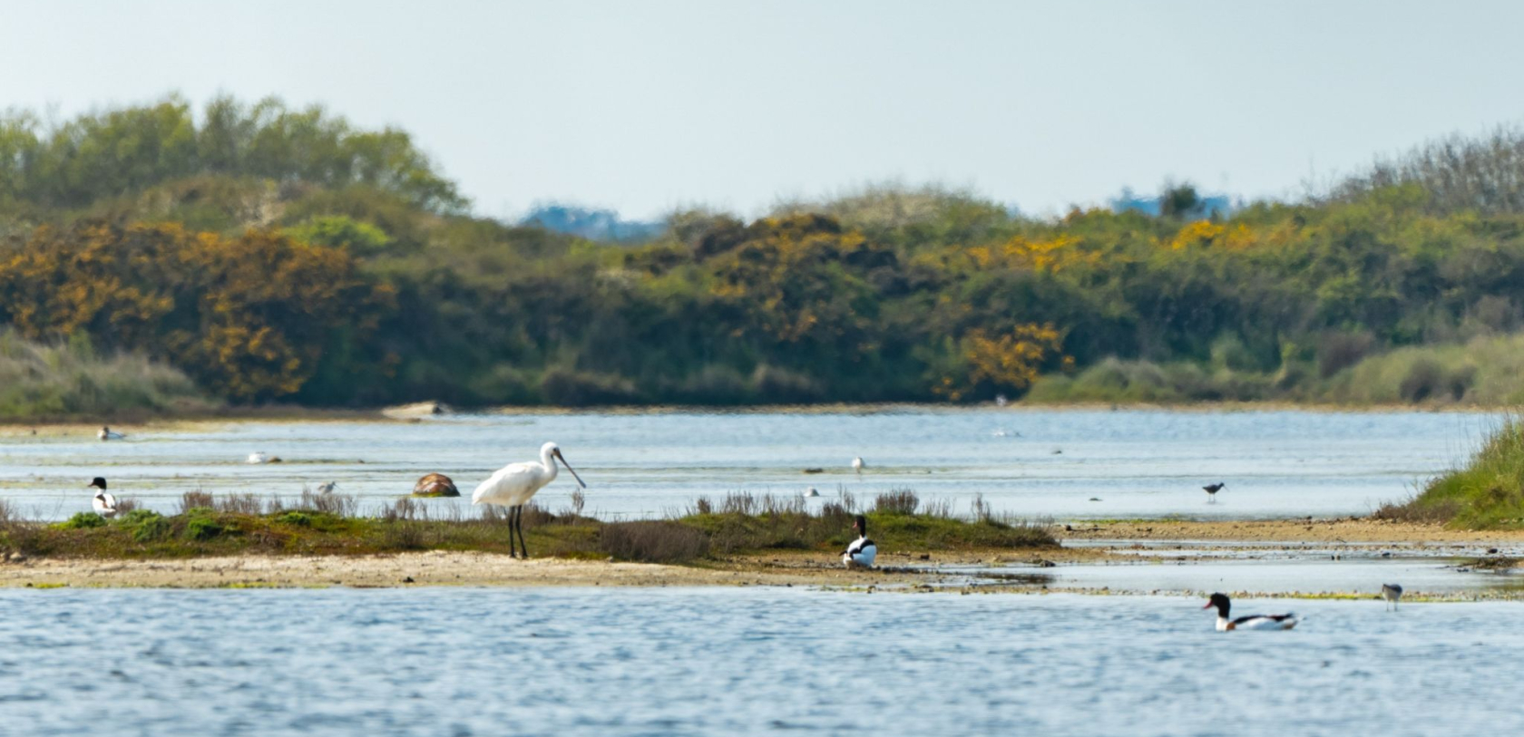 Observation d'une Spatule blanche et d'un Tadorne de Belon à la Petite Mer de Gâvres (Morbihan)