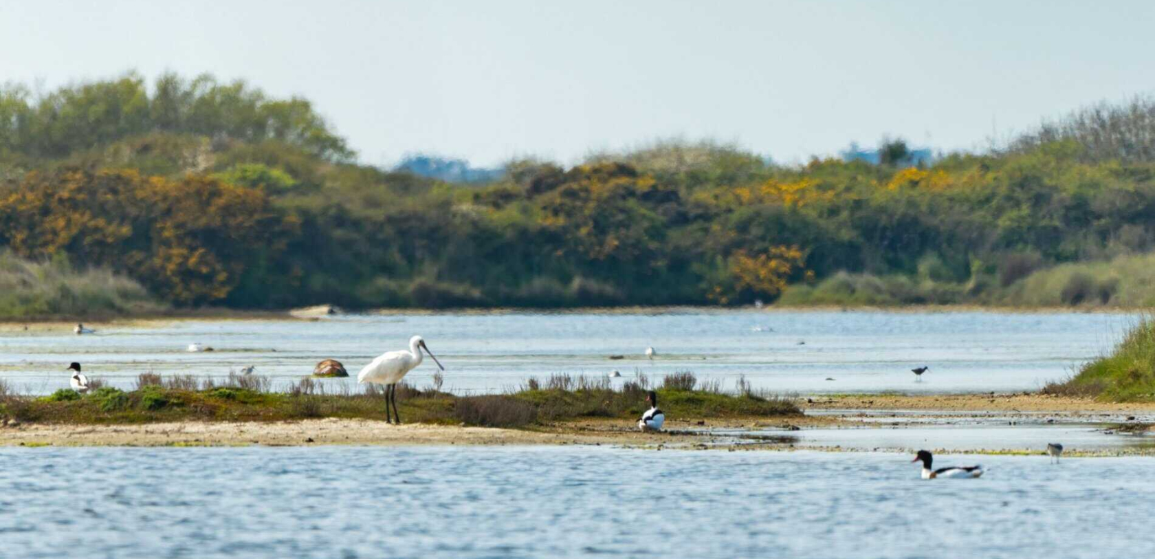 Observation d'une Spatule blanche et d'un Tadorne de Belon à la Petite Mer de Gâvres (Morbihan)