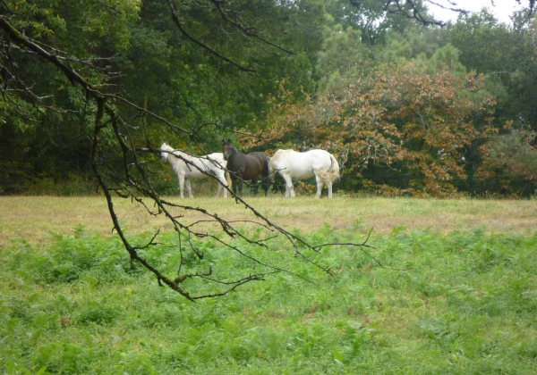 randonnée équestre à quistinic