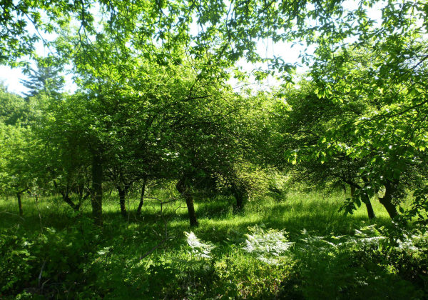 balade équestre sur sentier à Quistinic