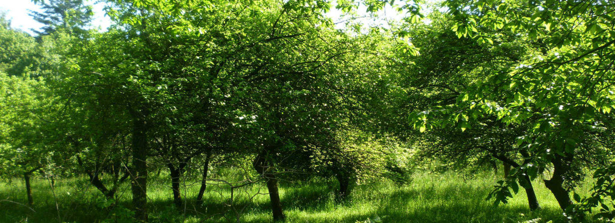 balade équestre sur sentier à Quistinic